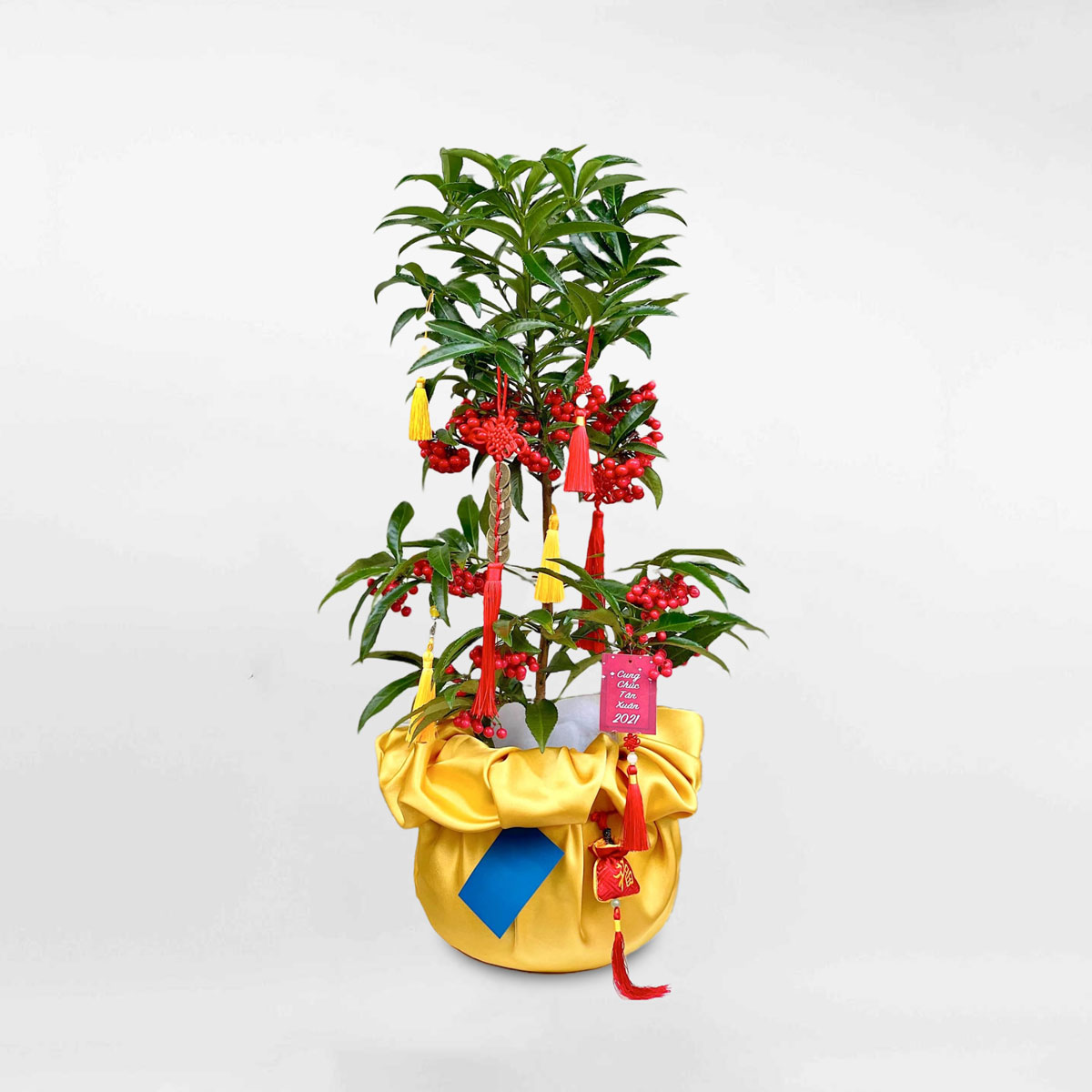 cay kim ngan trung tet 2023 a