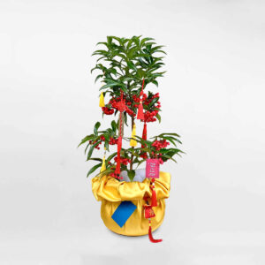 cay kim ngan trung tet 2023 a