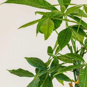 cay kim ngan xoan nho 3