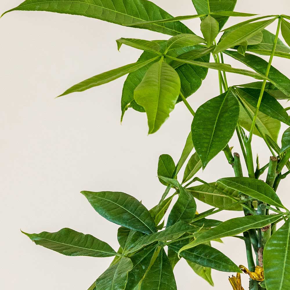 cay kim ngan xoan nho 3