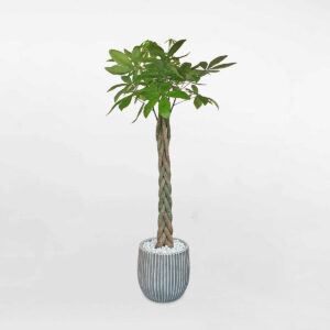 cay kim tien chau da nung