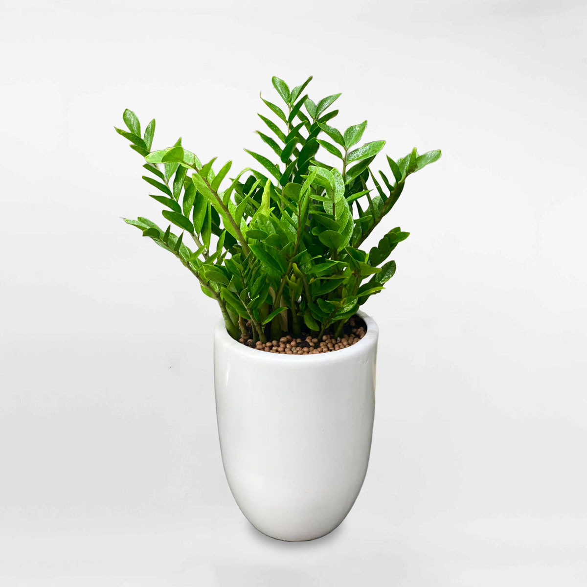 cay kim tien chau ly men su