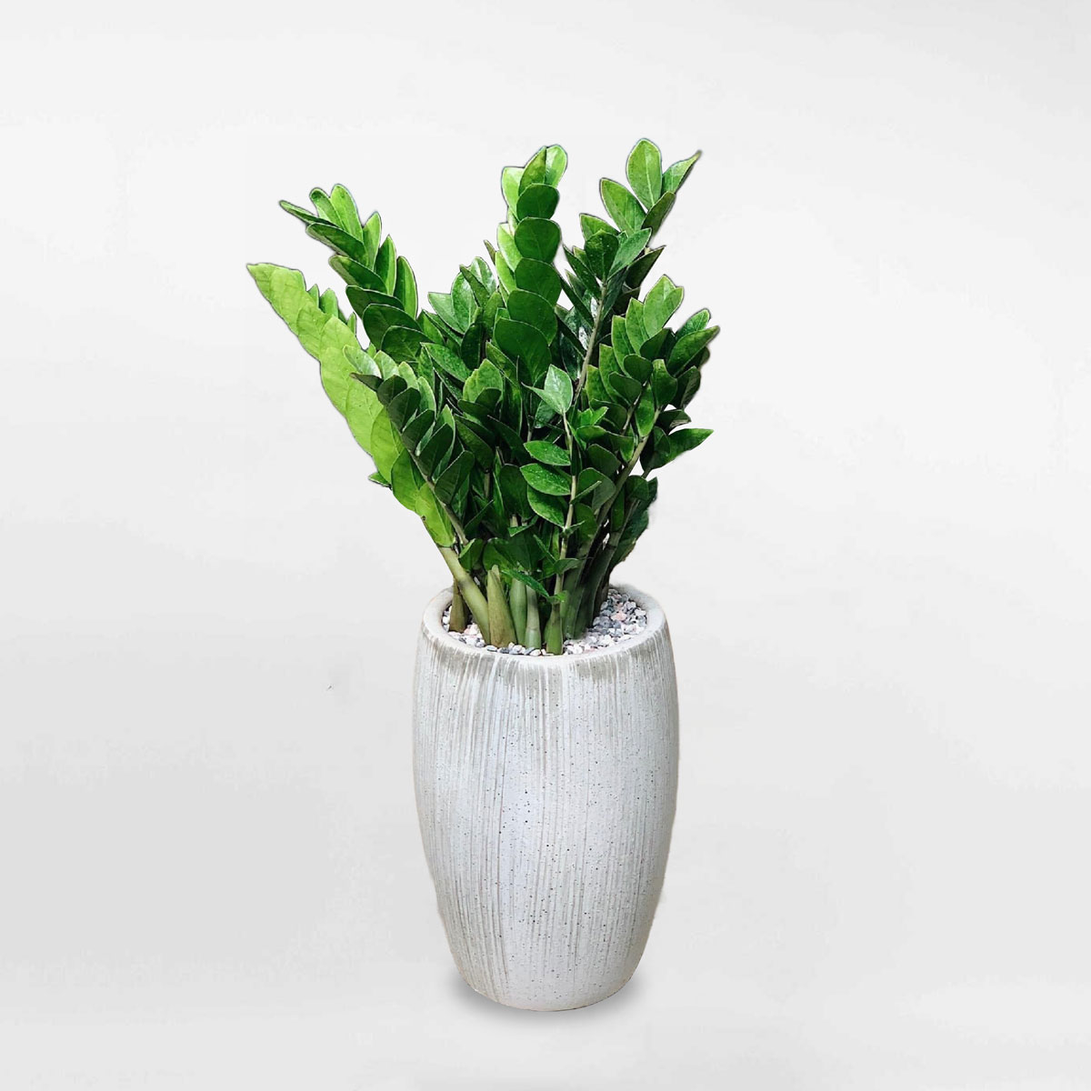 cay kim tien chau men su cao 1