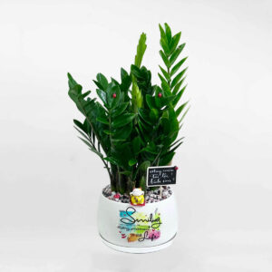 cay kim tien chau men su de ban