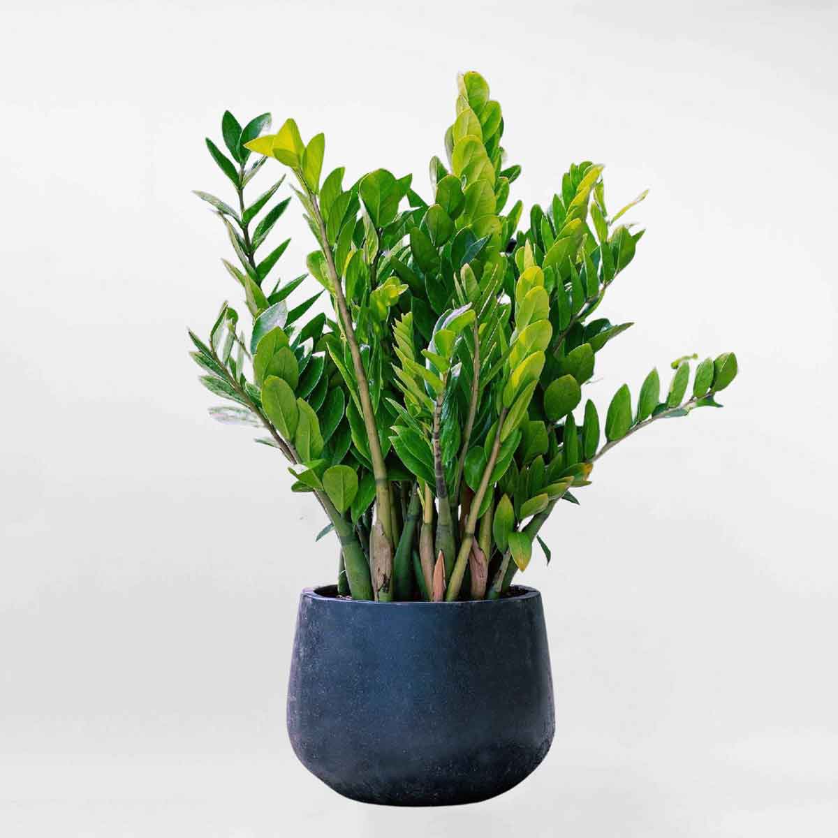 cay kim tien chau remy den mowgarden