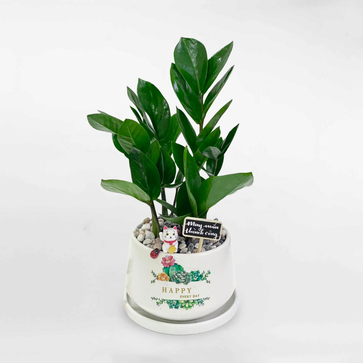 cay kim tien chau su de ban