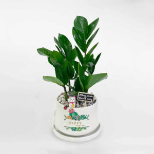 cay kim tien chau su de ban