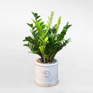 cay kim tien chau su lon