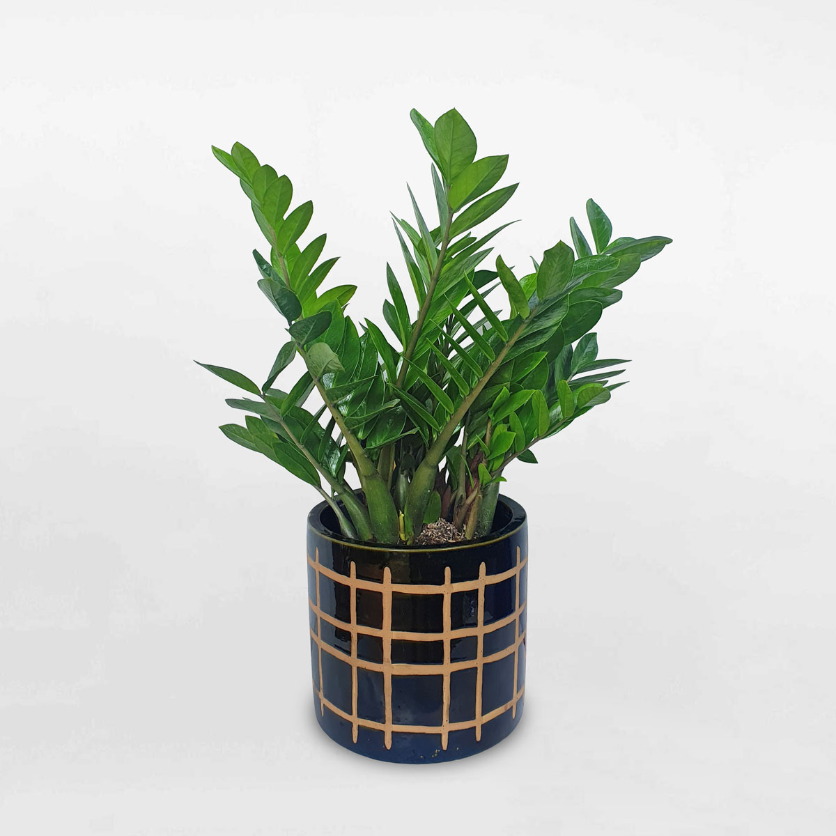 cay kim tien chau su nghe thuat