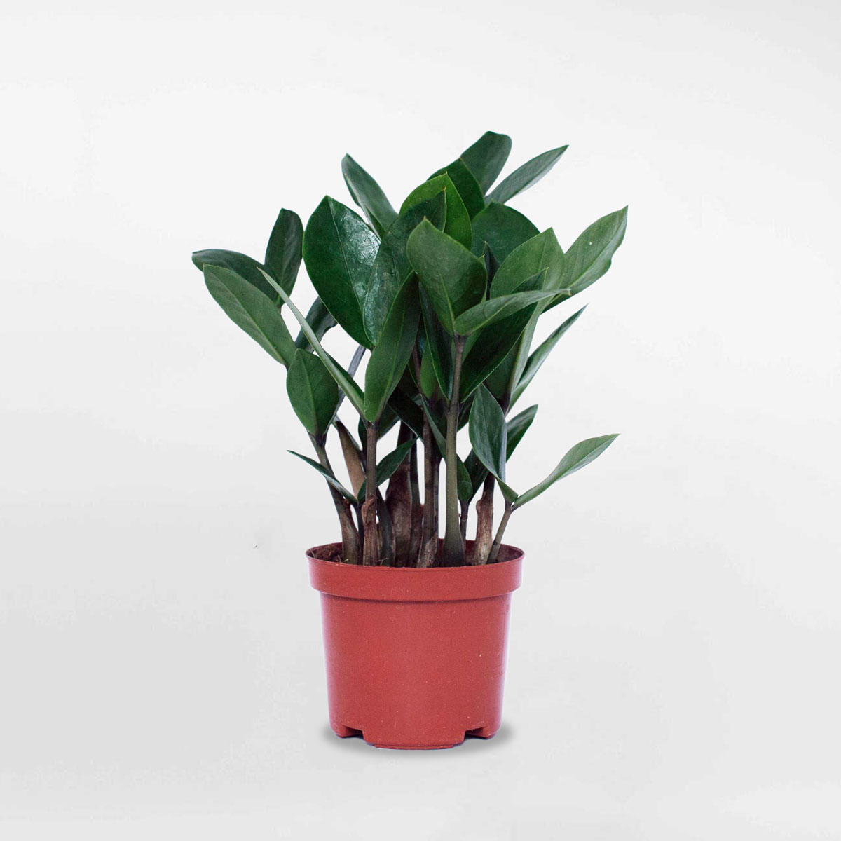 cay kim tien chau uom nho 1