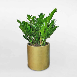 cay kim tien chau xi mang mau vang 1