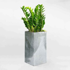 cay kim tien chau xi mang vuong cao mau xam mowgarden