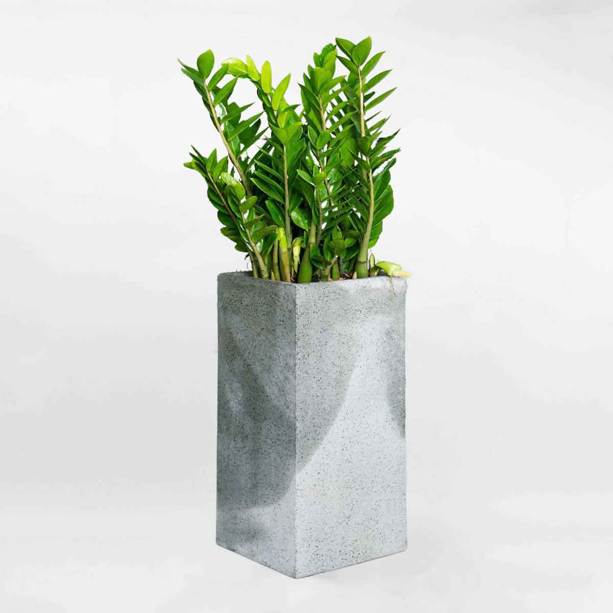 cay kim tien chau xi mang vuong cao mau xam mowgarden