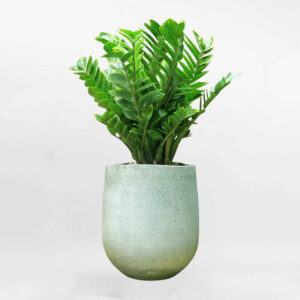 cay kim tien chau xi mang xam mowgarden