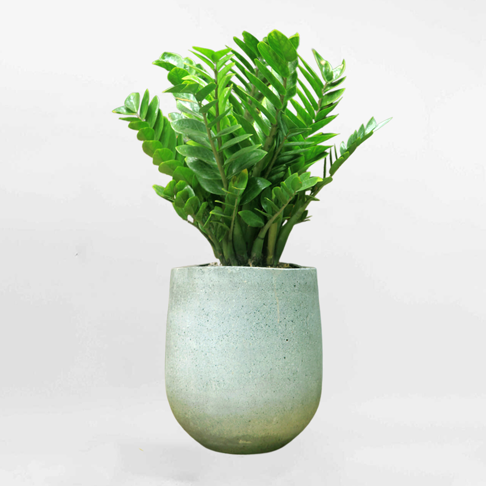 cay kim tien chau xi mang xam mowgarden