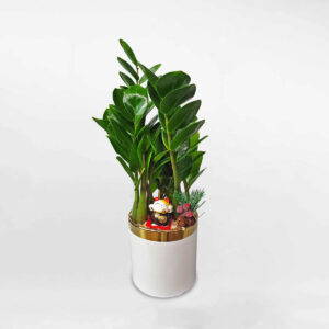 cay kim tien co trung chau men su 1