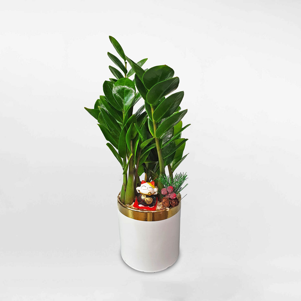 cay kim tien co trung chau men su 1