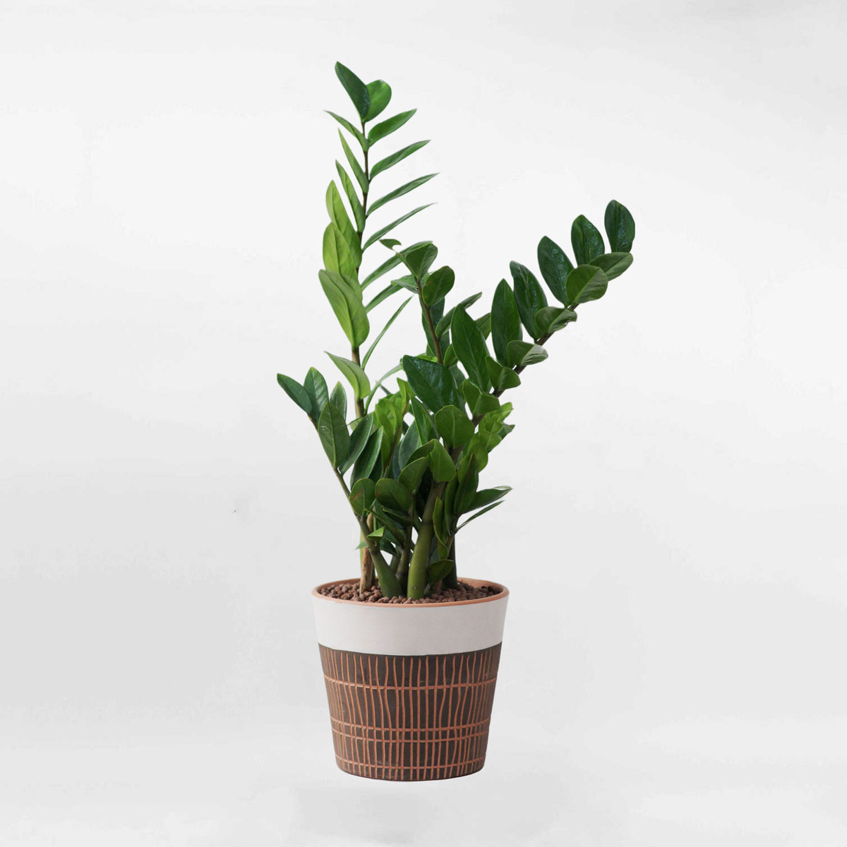 cay kim tien de ban chau dat nung