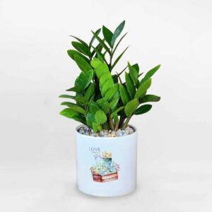 cay kim tien de ban chau gom su