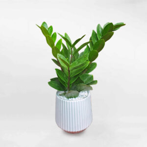 cây kim tiền để bàn