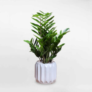 cay kim tien de ban chau su