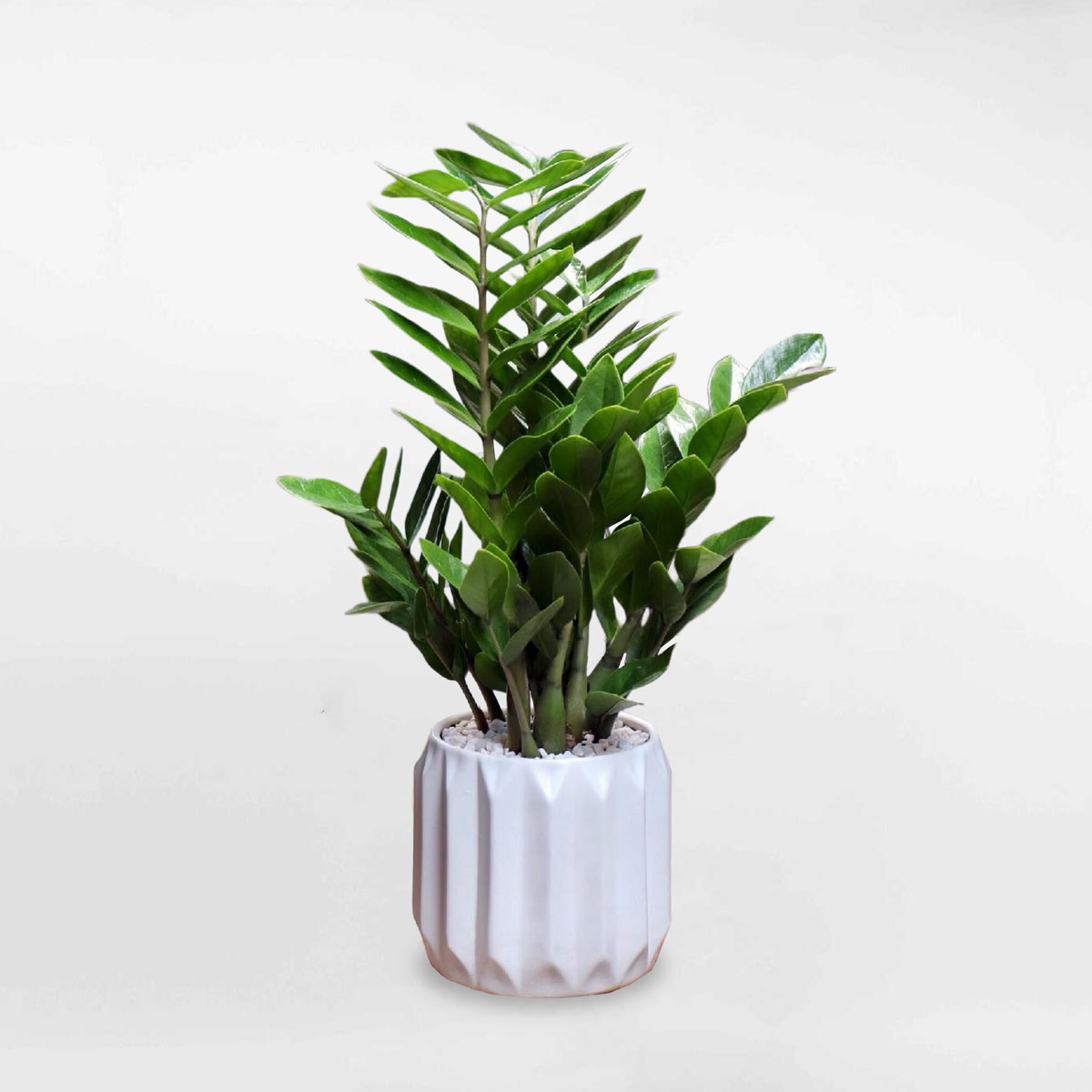 cay kim tien de ban chau su