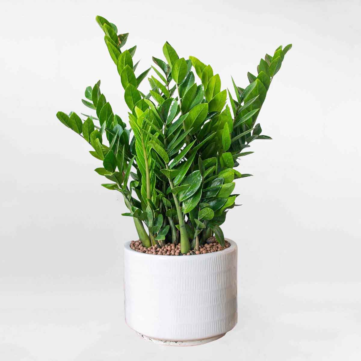 cay kim tien de ban mowgarden