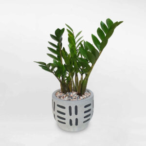 cay kim tien de san chau su 1