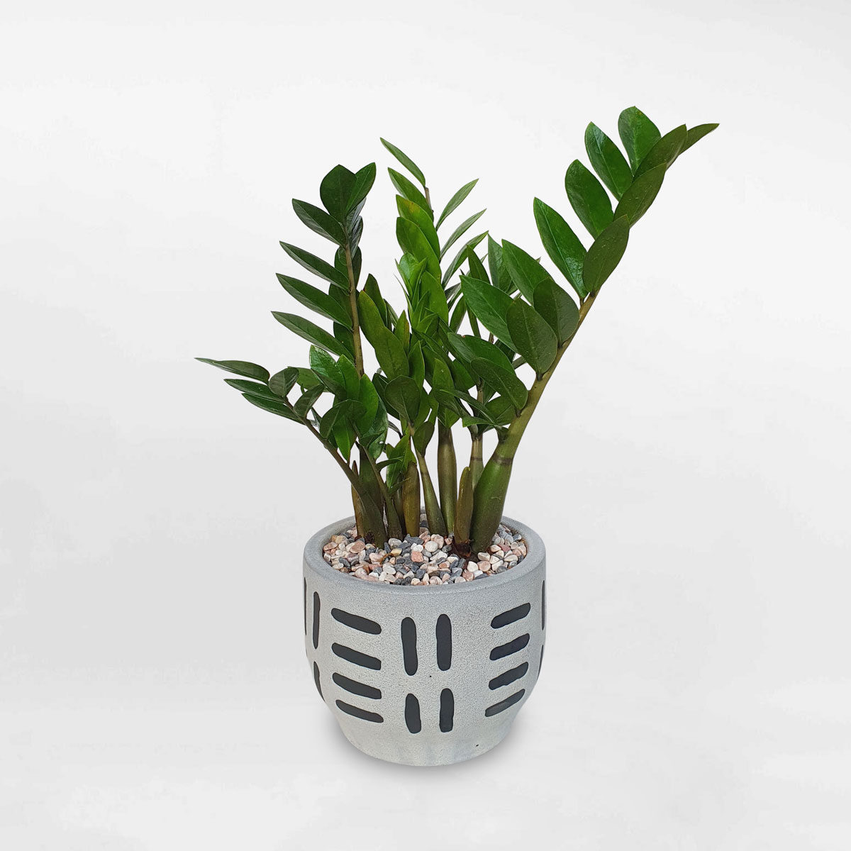 cay kim tien de san chau su 1