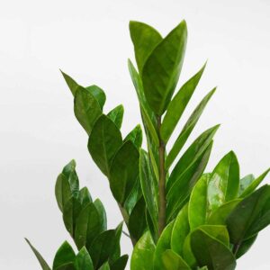 cay kim tien kich thuoc trung 2