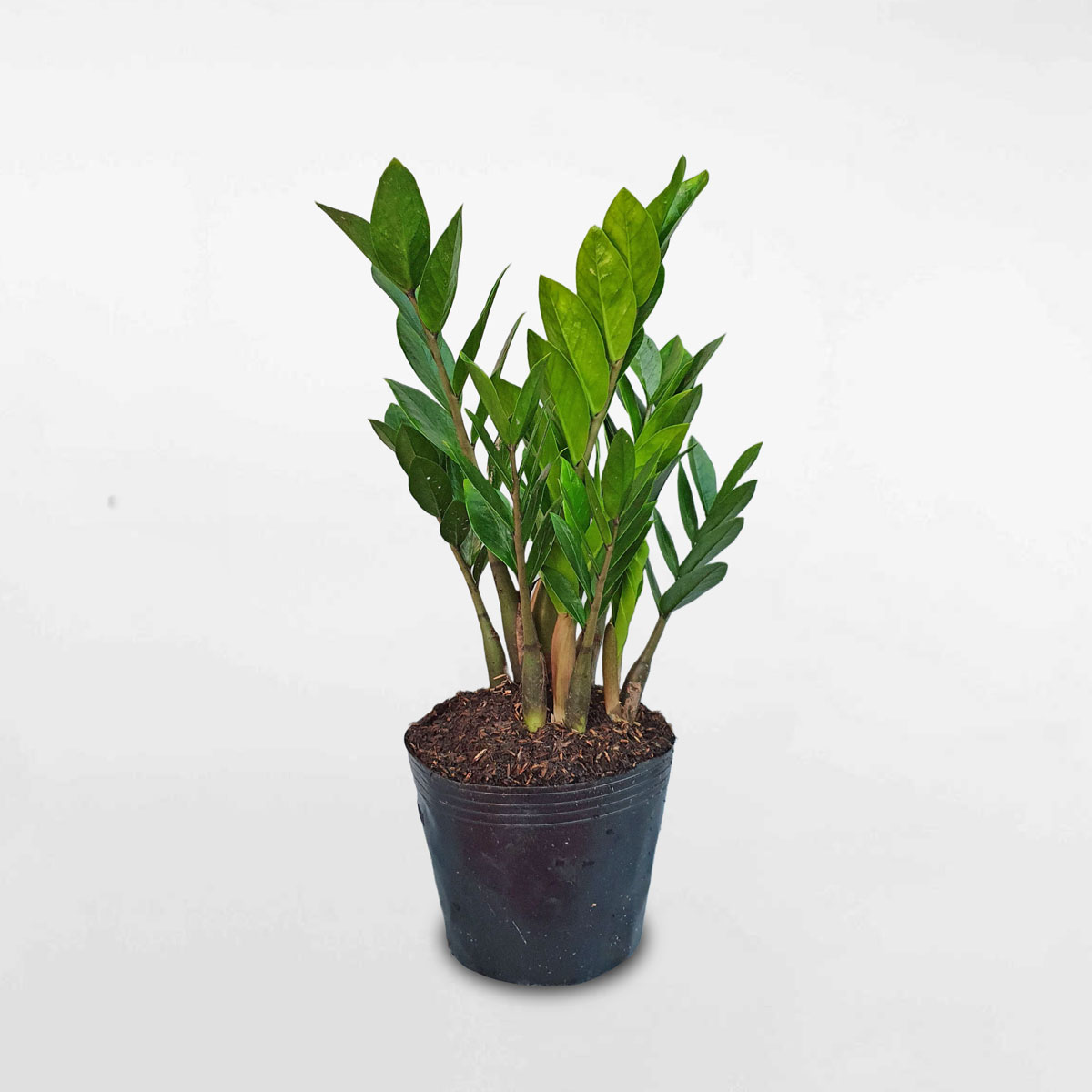 cay kim tien kich thuoc trung