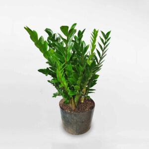 cay kim tien lon chau uom 1