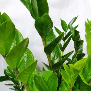 cay kim tien lon chau uom 2