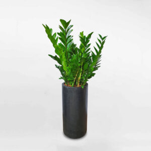 cay kim tien lon chau xi mang