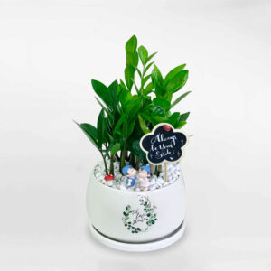 cay kim tien nho de ban