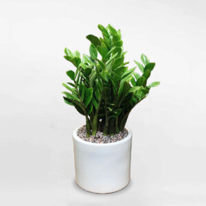 cay kim tien size trung chau men su