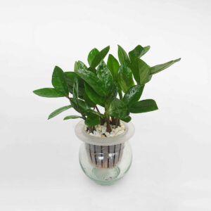 cay kim tien thuy sinh 1 1