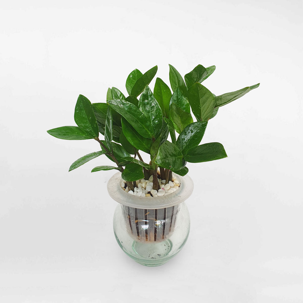 cay kim tien thuy sinh 1 1