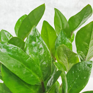 cay-kim-tien-thuy-sinh-2 cay kim tien thuy sinh 2