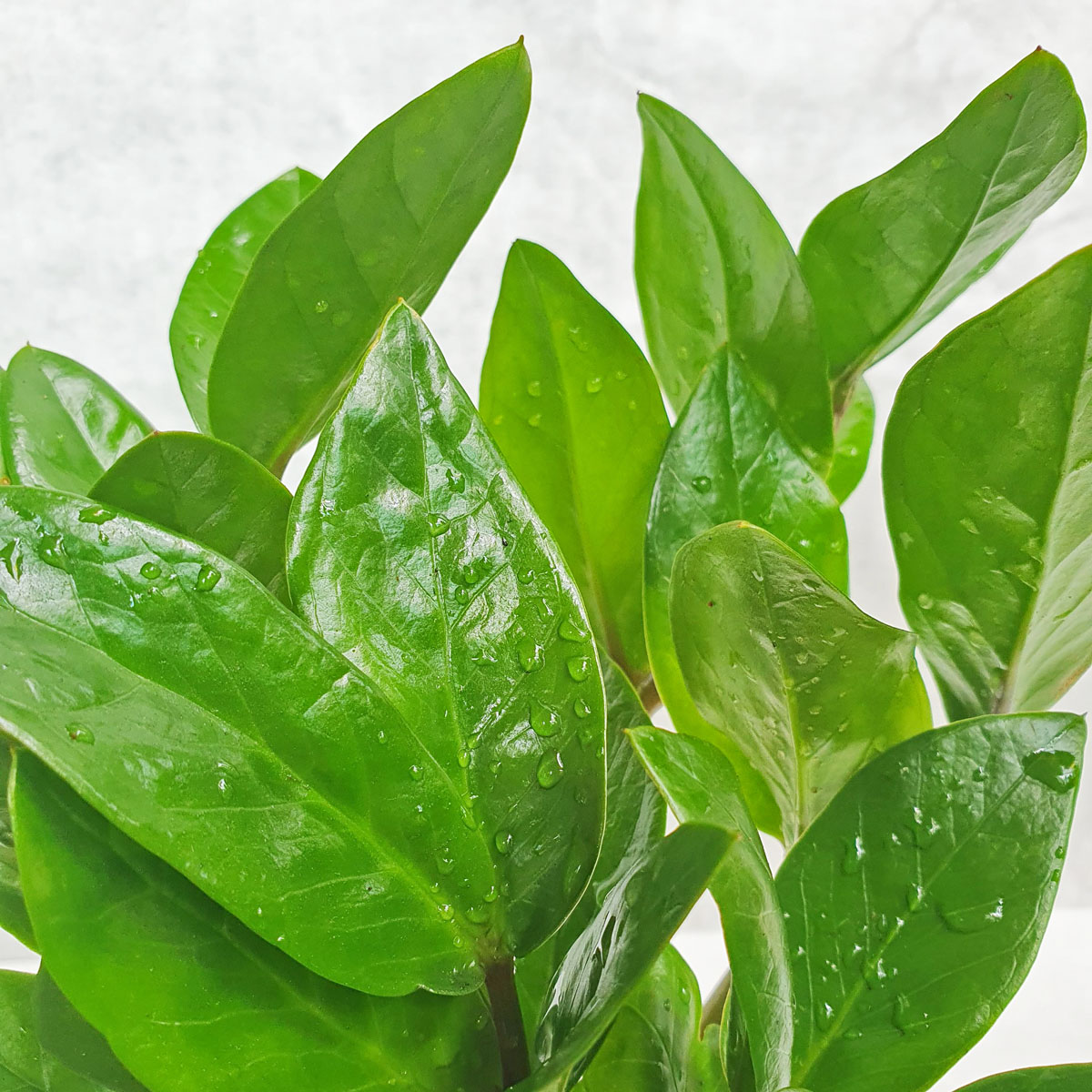 cay-kim-tien-thuy-sinh-2 cay kim tien thuy sinh 2