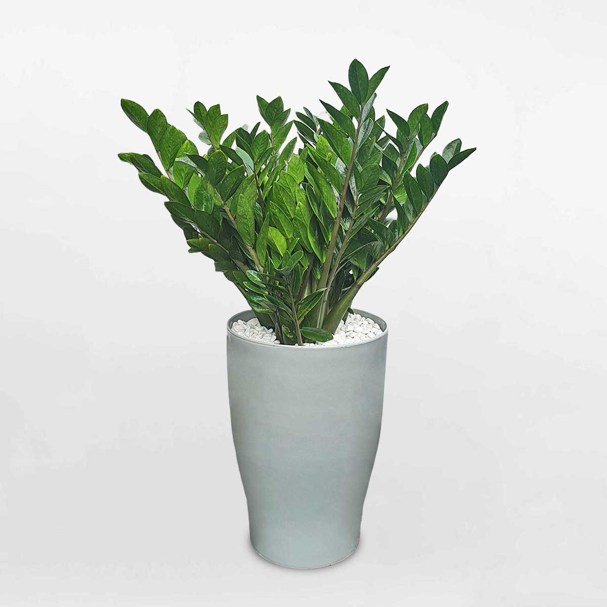 cây kim tiền để văn phòng