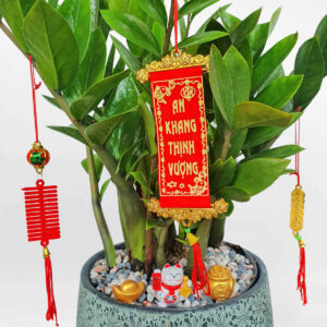 cay kim tien trung tet 01