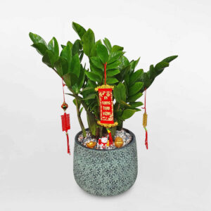 cay kim tien trung tet 1