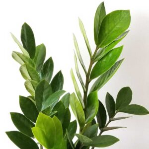 cay kim tien zz plant 1 1