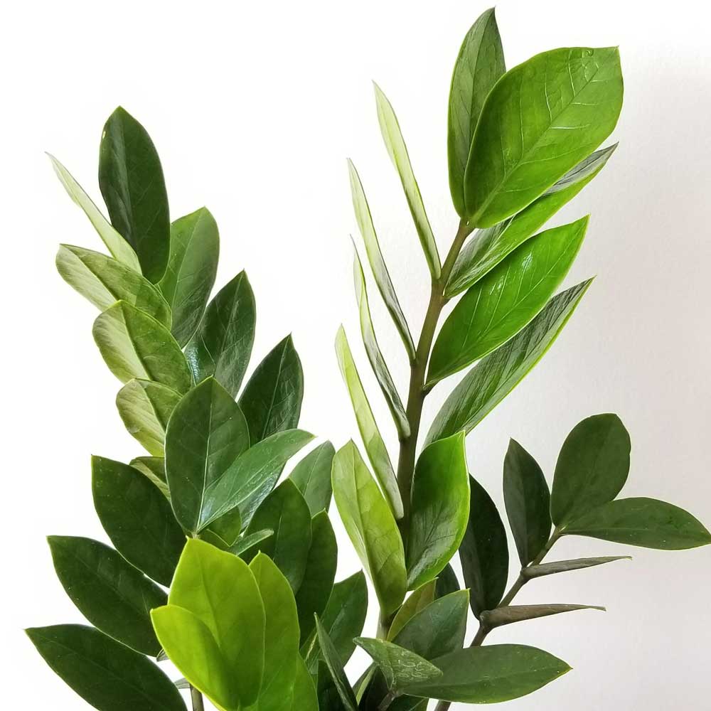 cay kim tien zz plant 1 1