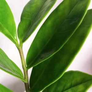 cay-kim-tien-zz-plant-2 cay kim tien zz plant 2 1