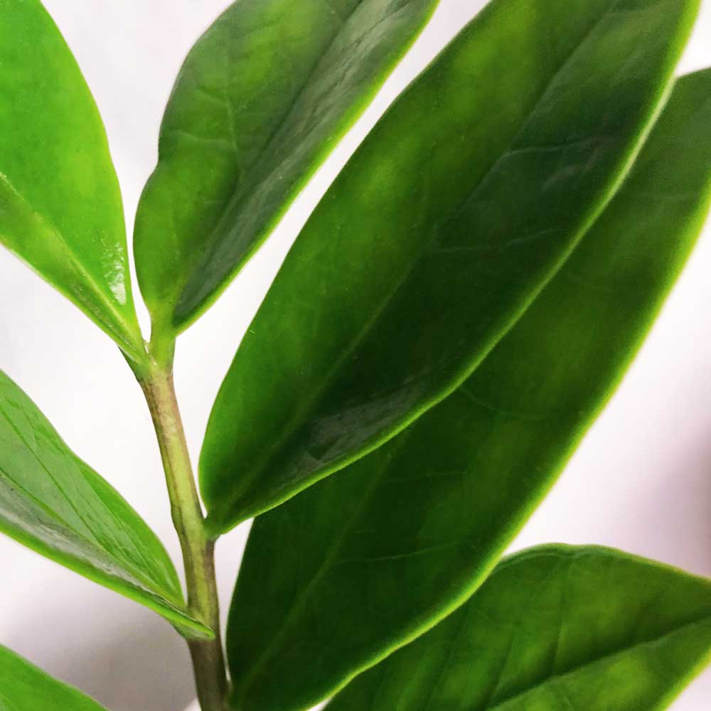 cay-kim-tien-zz-plant-2 cay kim tien zz plant 2 1