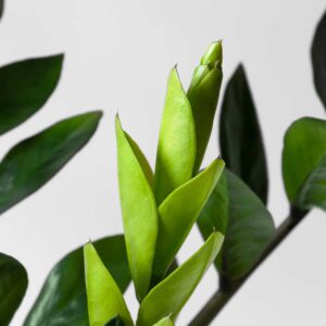 cay-kim-tien-zz-plant-3 cay kim tien zz plant 3 1