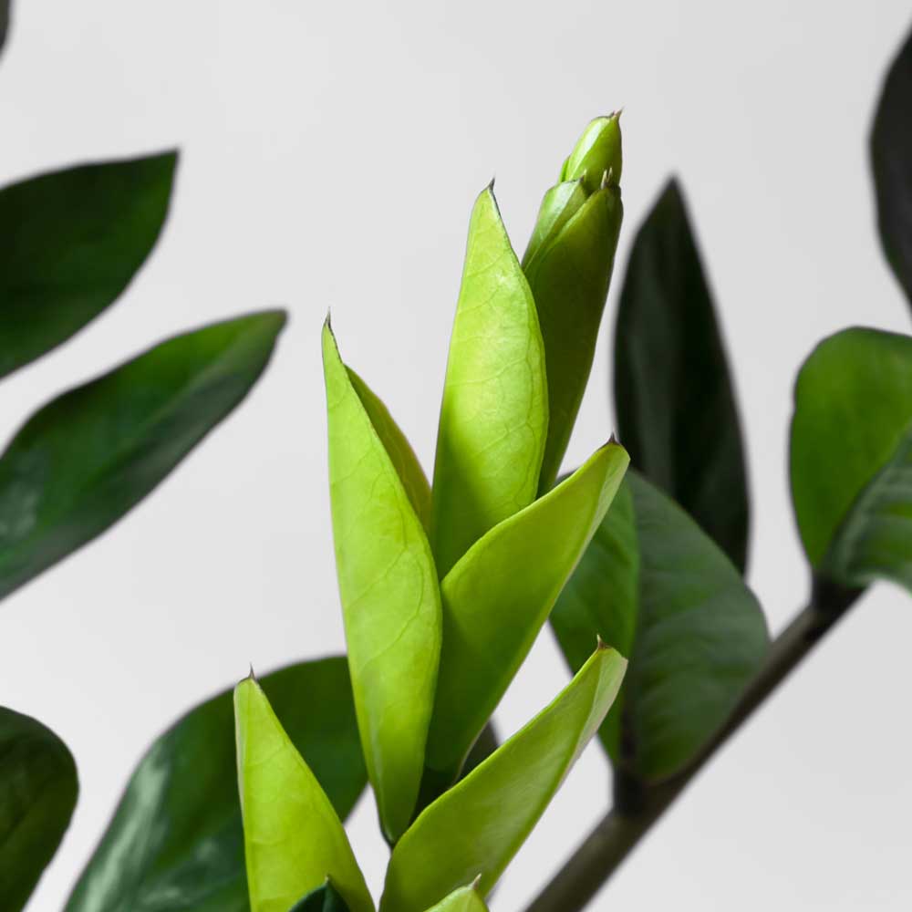 cay-kim-tien-zz-plant-3 cay kim tien zz plant 3 1