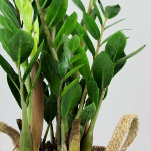 cay kim tien zz plant 3